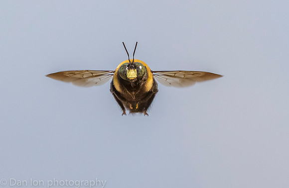Carpenter bee in flight