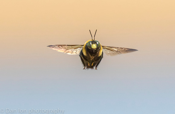 Carpenter bee in flight