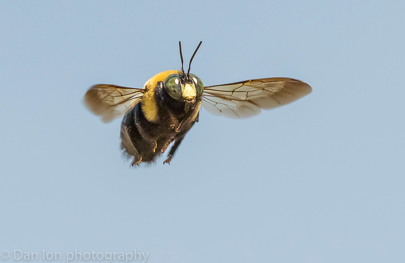 Carpenter bee in flight