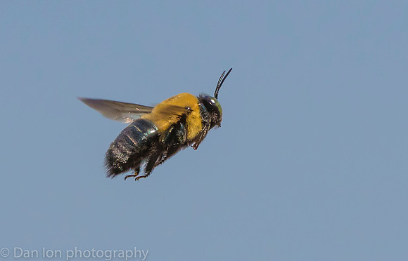 Carpenter bee in flight