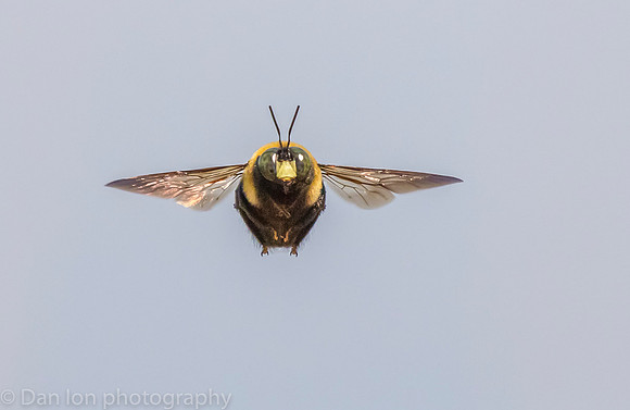 Carpenter bee in flight