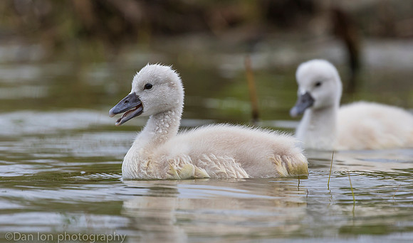 Mute swan cygnets, Jamaica Bay NY