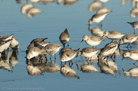Sanderlings feeding in surf zone, Jones Beach NY