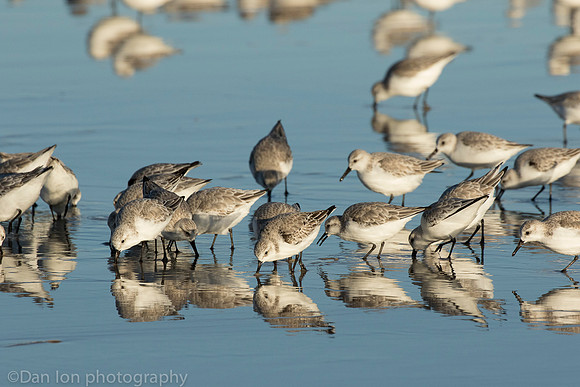 Sanderlings feeding in surf zone, Jones Beach NY