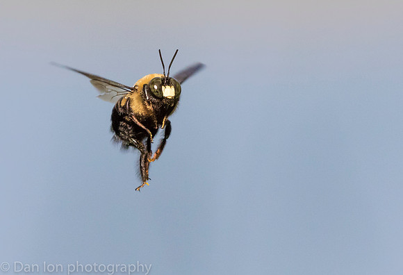 Carpenter bee in flight