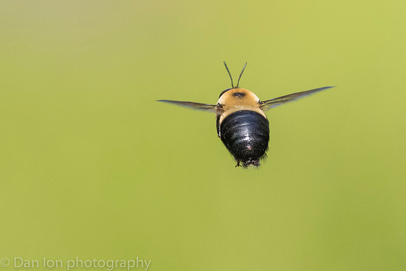 Carpenter bee in flight