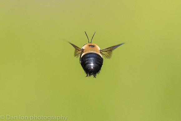 Carpenter bee in flight