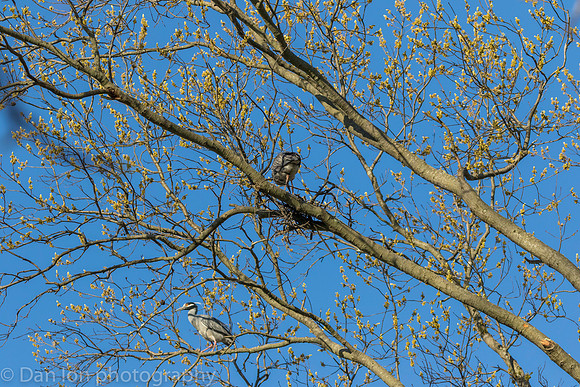 Nesting Yellow-crowned Night Herons