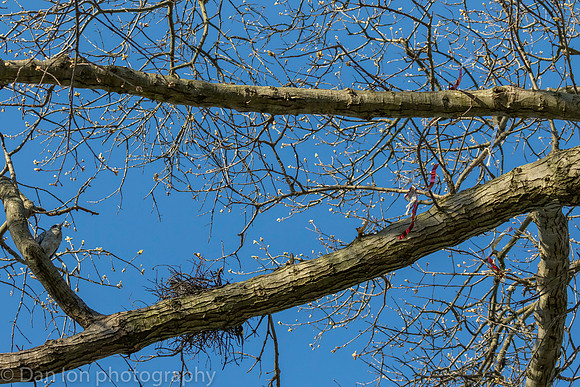 Nesting Yellow-crowned Night Herons