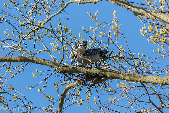 Nesting Yellow-crowned Night Herons