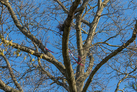 Nesting Yellow-crowned Night Herons