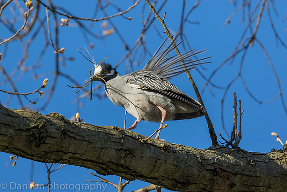 Nesting Yellow-crowned Night Herons