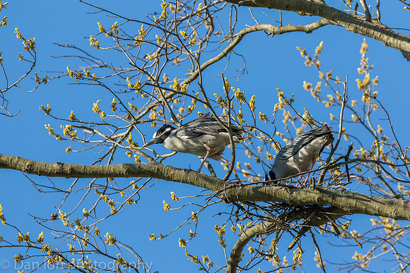 Nesting Yellow-crowned Night Herons