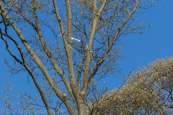Nesting Yellow-crowned Night Herons