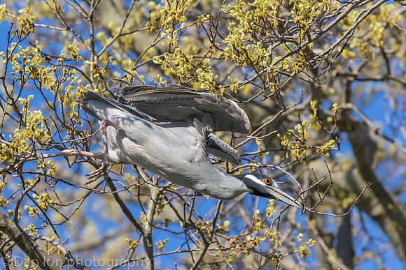 Nesting Yellow-crowned Night Herons