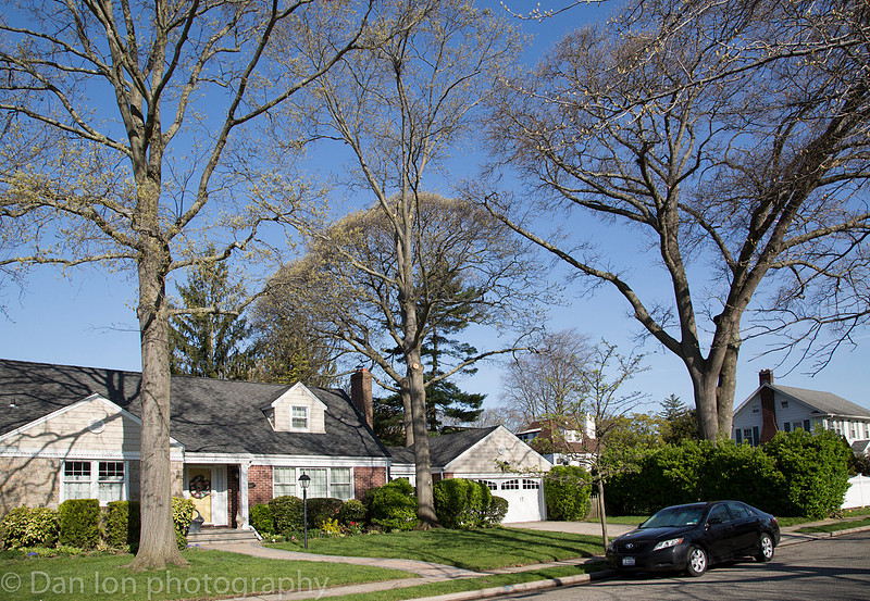 Nesting Yellow-crowned Night Herons in trees on a quite suburban street.