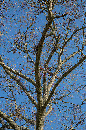 Nesting Yellow-crowned Night Herons