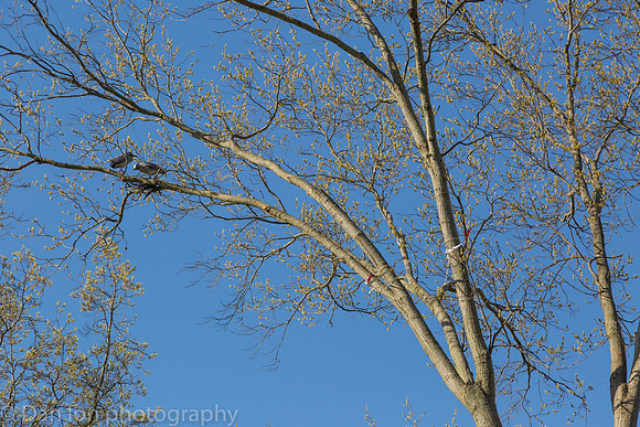 Nesting Yellow-crowned Night Herons
