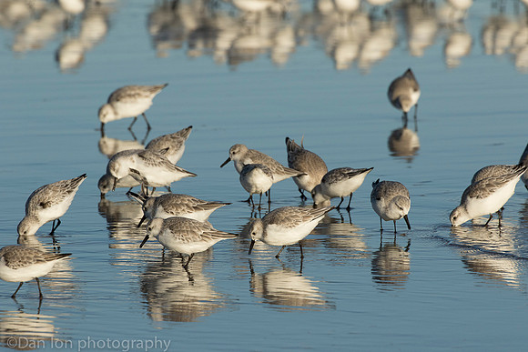 Sanderlings feeding in surf zone, Jones Beach NY