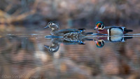 Wood duck pair on pond, Long Island NY