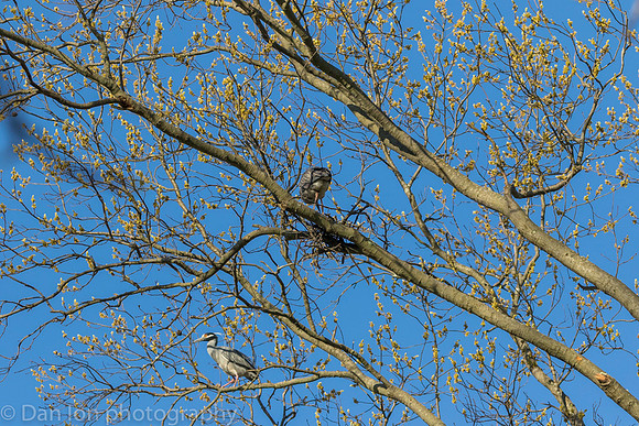 Yellow-Crowned Night-Herons building the nest.