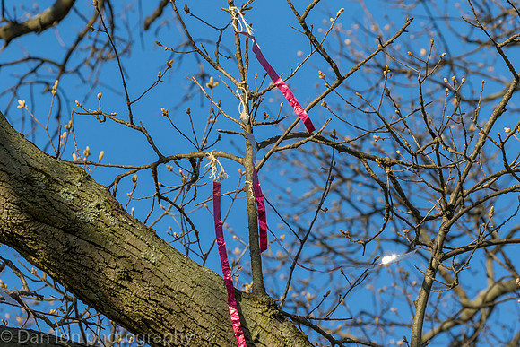 Silver streamers tied to branches to deter nest building.