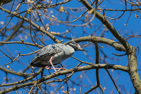YCNH gathering nest material.