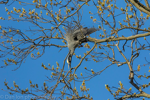 YCNH gathering nest material.
