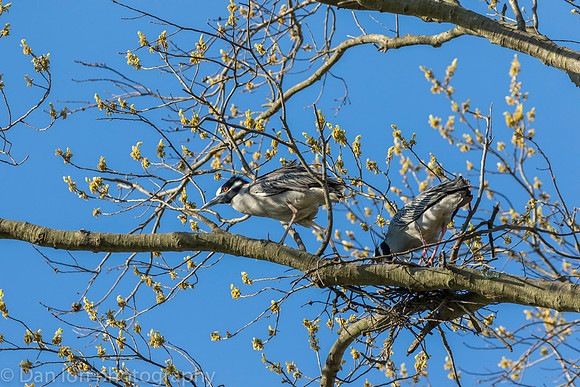 Yellow-Crowned Night-Herons building the nest.