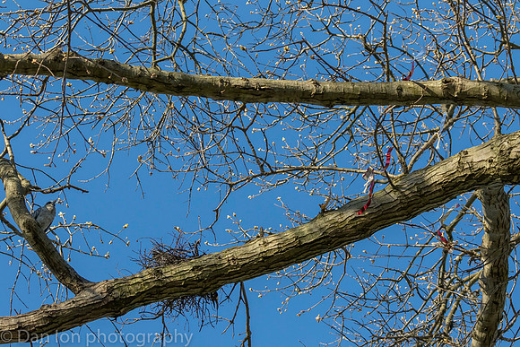 Yellow-Crowned Night-Herons building the nest.