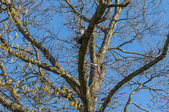 YCNH gathering nest material.