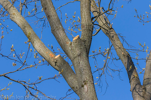 Tree branches trimmed to deter nest building.
