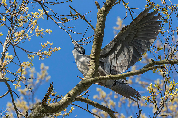 YCNH gathering nest material.