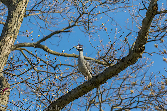 YCNH gathering nest material.