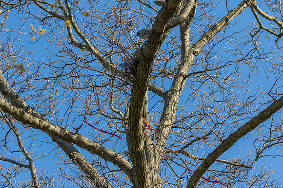 Yellow-Crowned Night-Herons building the nest.