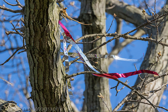 Silver streamers tied to branches to deter nest building.