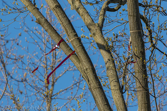 Silver streamers tied to branches to deter nest building.