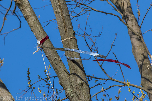 Silver streamers tied to branches to deter nest building.