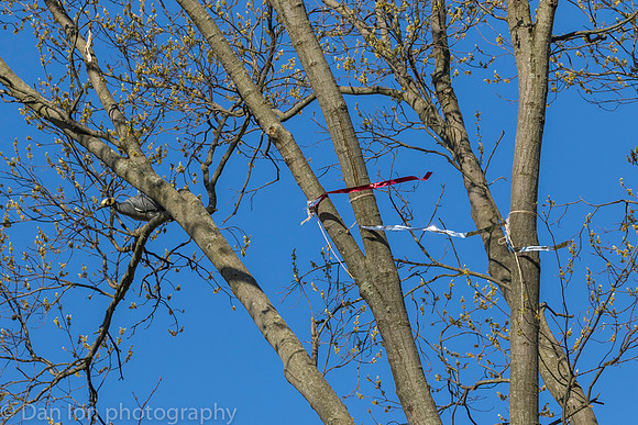 Silver streamers tied to branches to deter nest building.