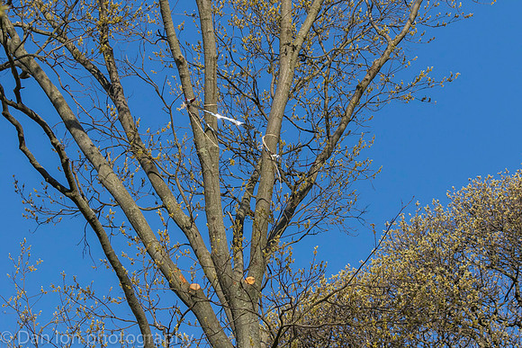 Silver streamers tied to branches to deter nest building.