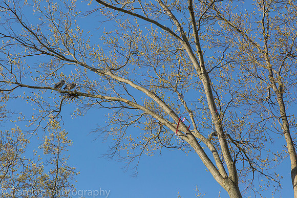 Yellow-Crowned Night-Herons building the nest.