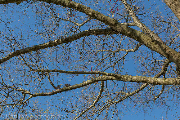 Yellow-Crowned Night-Herons building the nest.