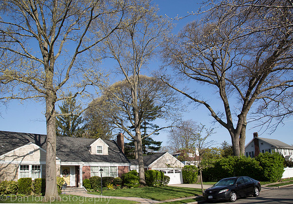 Suburban street and home below the YNCH nesting colony.