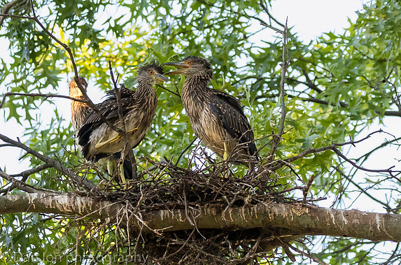 Young YCNHs in nest. Poop is all over the nest and nearby branches.