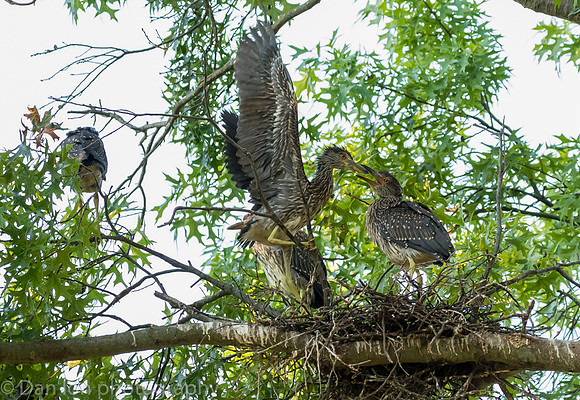This nest had five young YCNHs, all very active and hungry.
