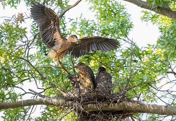 This nest had five young YCNHs, all very active and hungry.
