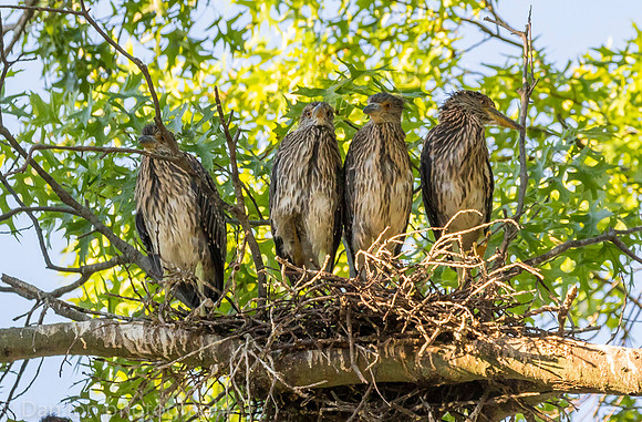 This nest had five young YCNHs, all very active and hungry.