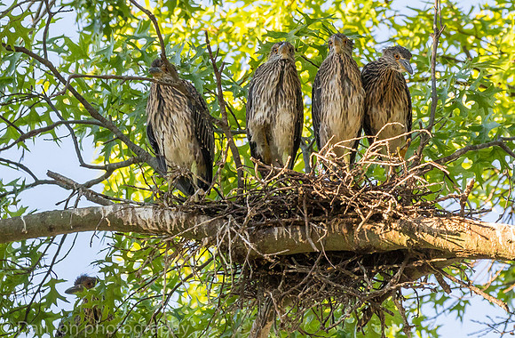 This nest had five young YCNH, all very active and hungry.