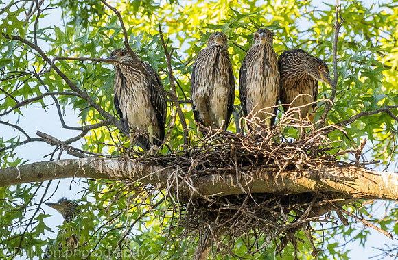This nest had five young YCNHs, all very active and hungry.