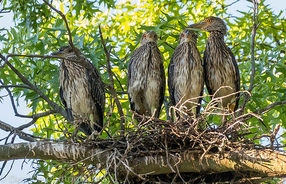 This nest had five young YCNHs, all very active and hungry.